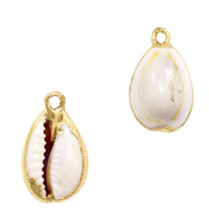 seashell kauri